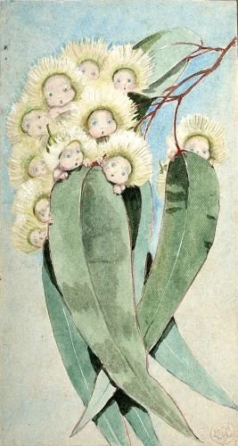 May Gibbs (1877 – 1969) treasured Australian children's illustrator, author, and artist.