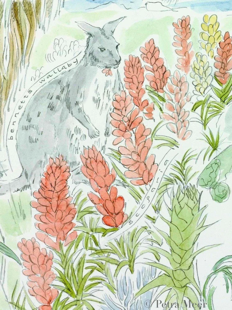 highland_habitat_-visitor_interpretation_centre_illustration_detail_-_petra_meer.jpg