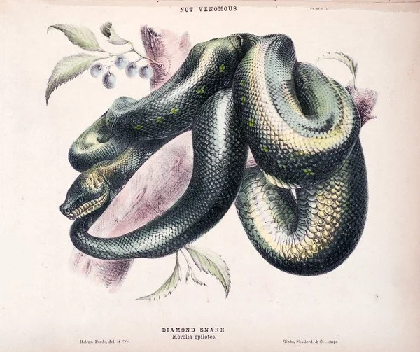 The Scott Sisters Collection at the Australian Musem