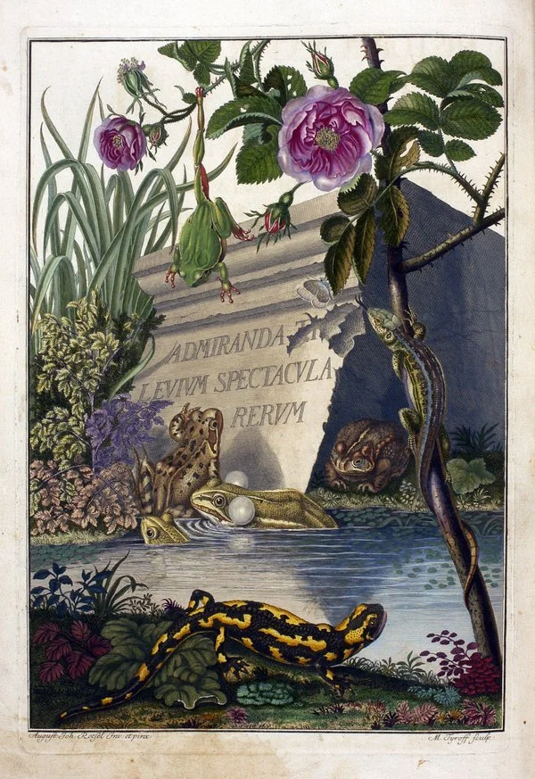 Australian Museum, Illustrated books from the historic natural history book and journal collections.